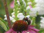 Coneflower/bee