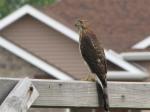 Cooper's Hawk