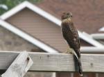 Cooper's Hawk