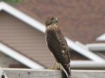 Cooper's Hawk