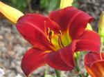 Daylily