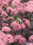 Sedum/ Bee