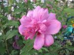 Flower/ Rose of Sharon