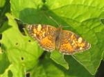 Silvery checkerspot