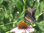 Coneflower/ Red-spotted purple butterfly