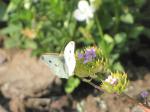 cabbage white