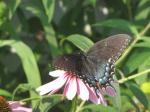 Red/spotted purple butterfly