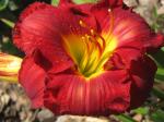 Daylily