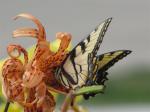 Eastern Tiger Swallowtail