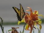 Eastern Tiger Swallowtail