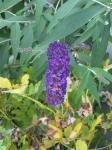 Butterfly bush/ Hummingbird moth