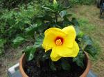 Sunny Wind Hibiscus