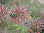 Aloe saponaria - close up