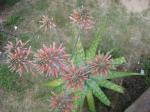 Aloe saponaria - top view