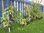 Raspberry plants