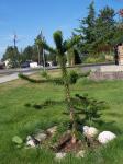 My monkey puzzle tree