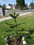 Monkey puzzle tree in front yard