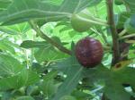 early ripe figs.