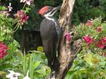 Young pileated