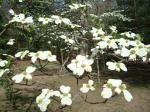 white flowering dogwood tree