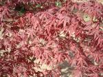 Japanese Maple ($1.98 special)