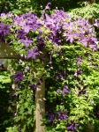 Clematis on arbor to back garden