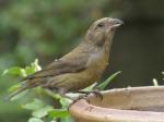 Female Red Crossbill.