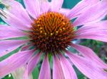 Echinacea