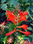 Crocosmia