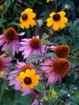 Battle of the Coneflowers!