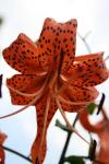 Turks Cap Lily