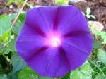 Grandpa Ott Morning Glory