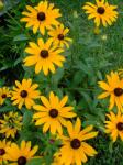 Rudbeckia