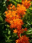 Butterfly Weed