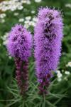 Liatris