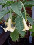 Brugmansia