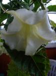 Brugmansia Bloom 