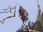 Young bald eagle.