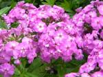 phlox are showing their stuff-sniff