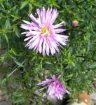 asters are just beginning to bloom