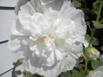 Alcea rosea 'Chater's Double Icicle' 