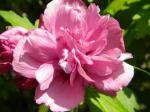 hardy hibiscus - Rose of Sharon