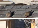 Mourning Doves