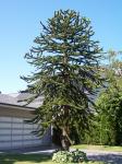 Nice looking monkey puzzle tree