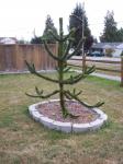 Young Monkey Puzzle tree