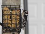 Downy Woodpecker                         2009