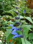 Salvia 'Black & Blue' in front garden