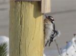 Downy Woodpecker                     2009