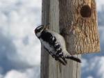 Downy Woodpecker                         2009