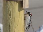 Downy Woodpecker